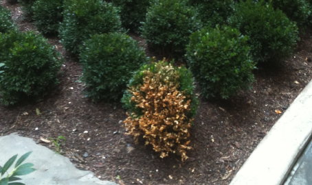 how to keep dogs from peeing on boxwoods